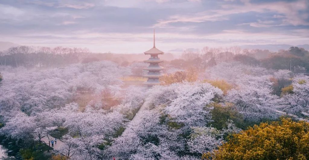 This image has an empty alt attribute; its file name is 待到春风百里时,惟愿樱花漫盛世-史同钦-1024x530.jpg